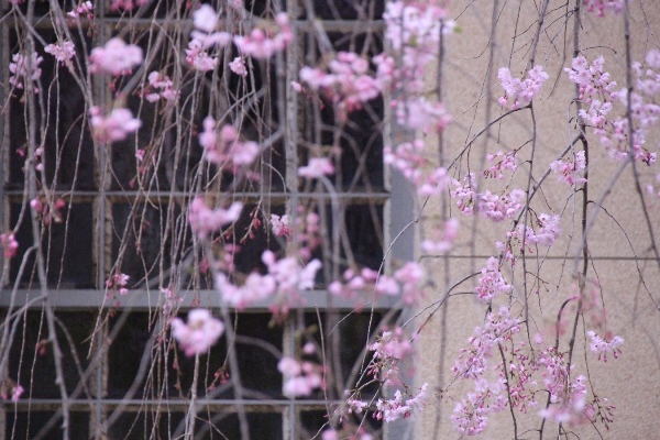 6461-15.4.3八重紅枝垂れ桜　疎な花房の風情.jpg